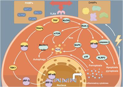 TLR4 signalling in ischemia/reperfusion injury: a promising target for linking inflammation, oxidative stress and programmed cell death to improve organ transplantation outcomes